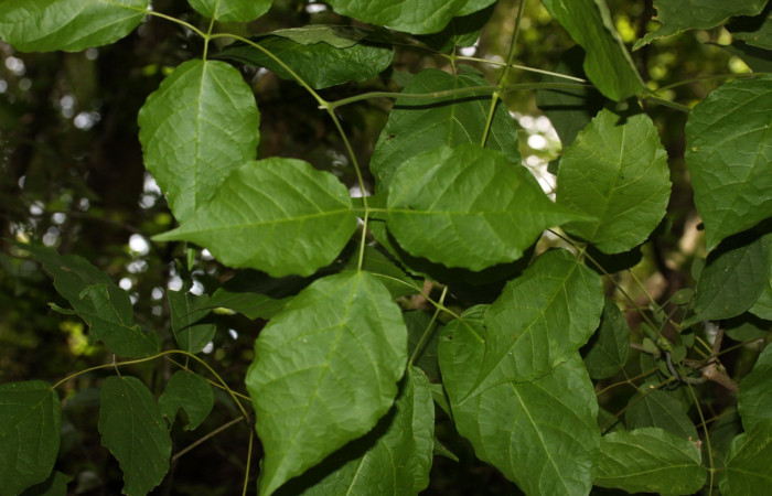Fig.11 Habito de follaje de   <i>Xylophragma seemanniana</i>, hospedero de <i>Adelpha fundania</i>  Sector Mundo Nuevo.