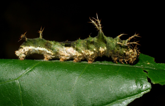 Fig. 1. Larva  <i>Adelpha fundania</i> en último  estadìo,  Vista lateral  Voucher: 07-SRNP-58380-DHJ428729. jpg.