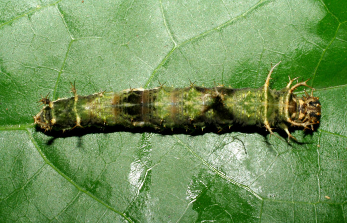 Fig. 2  Larva  <i>Adelpha fundania</i> en penúltimo estadío vista lateral mostrando patrones de coloración dorsal.  Voucher 07-SRNP-58380-DHJ428726.  jpg