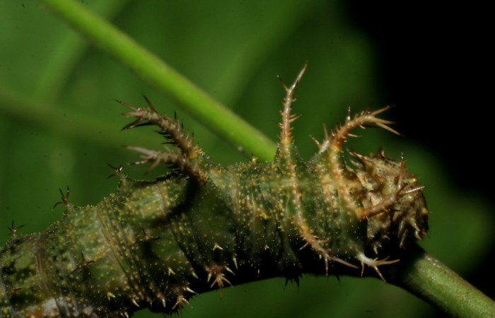 Fig. 3 Larva <i>Adelpha fundania</i> en último estadío mostrando vista dorsal mostrando patrones de coloracion y espinas  Voucher: 07-SRNP-59259-DHJ429134.jpg