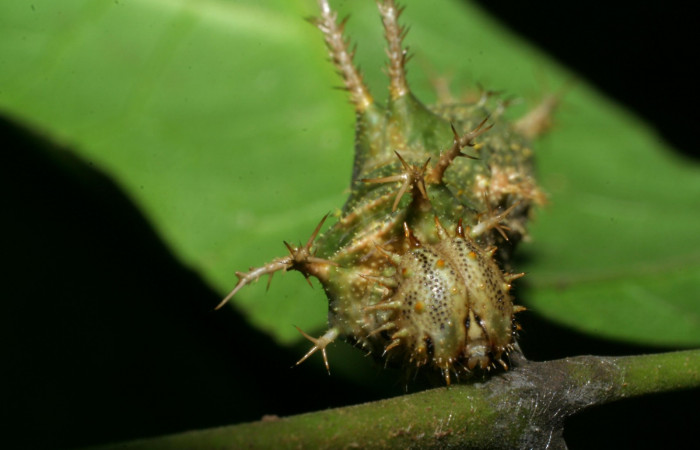 Fig. 4. Larva <i>Adelpha fundania</i> último estadío mostrando cabeza patron de colores en la parte frontal. Voucher: 07-SRNP-59259-DHJ429134. jpg