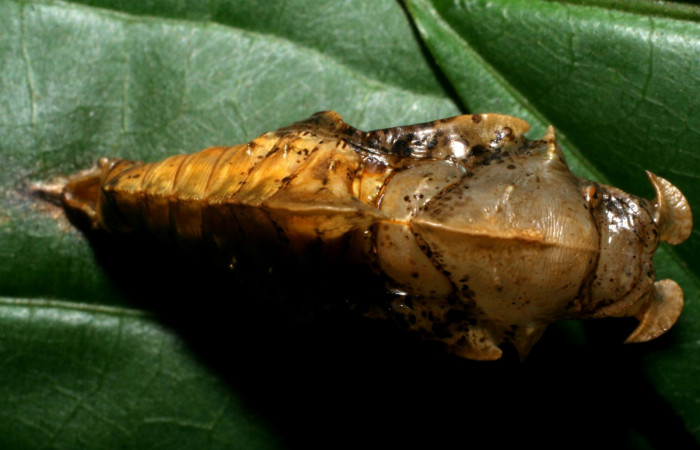 Fig. 5  Pupa <i>Adelpha fundania</i> vista ventral. Voucher: 07-SRNP-59256-DHJ429119. jpg.