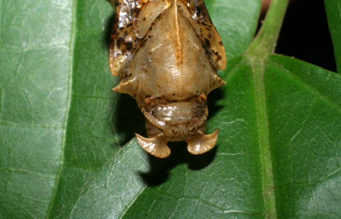 Fig. 6  Pupa <i>Adelpha fundania</i> vista frontal.  Voucher: 07-SRNP-59256-DHJ429117.jpg