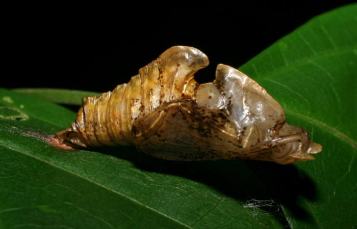 Fig. 7 Pupa <i>Adelpha fundania</i>  vista lateral mostrando estructura en forma de C o quilla.  Voucher: 07-SRNP-59256-DHJ429123.jpg