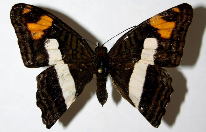 Fig. 8. Adulto <i>Adelpha fundania</i> Vista dorsal. Voucher: 07-SRNP-58381-DHJ378050.jpg.
