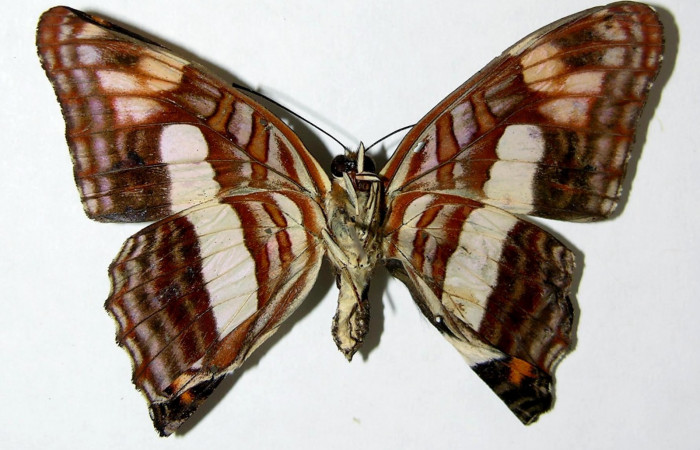 Fig. 9.  Adulto <i>Adelpha fundania</i>. Vista ventral. Voucher: 07-SRNP-58381-DHJ378051.jpg