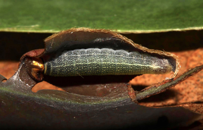 Fig 5. Larva de <i>Gorgythion begga pyralina</i>, (Hesperiidae), vista dorsal, en penultimo estadío, (10mm), 22/Octubre/2013. Voucher 13-SRNP-31456-DHJ701774.jpg.