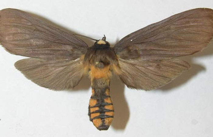 Fig 1. Adulto dorsal, <i>Leocephaluncus elianahenrichae</i> (Erebidae), envergadura alar 65 mm Voucher 10-SRNP-5240-DHJ537748.jpg.