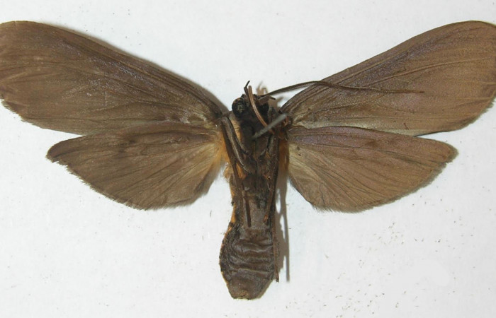 Fig 2. Adulto ventral, <i>Leocephaluncus elianahenrichae</i>, (Erebidae), envergadura alar 65 mm), . Voucher 10-SRNP-5240-DHJ537749.jpg.