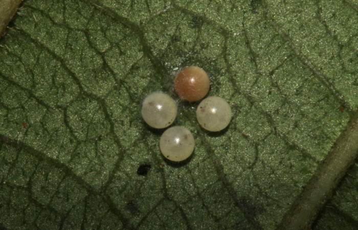 Fig 3. Huevos de <i>Leocephaluncus elianahenrichae</i>, (Erebidae), vista dorsal, (1mm), 01/Enero/2016. Voucher 16-SRNP-30176-DHJ729251.jpg.