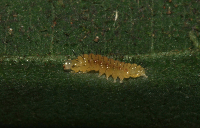 Fig 5.Vista lateral de <i>Leocephaluncus elianahenrichae</i>, (Erebidae), en segundo estadío,     (4 mm), 01/Enero/2016. Voucher 16-SRNP-30176-DHJ729252.jpg.