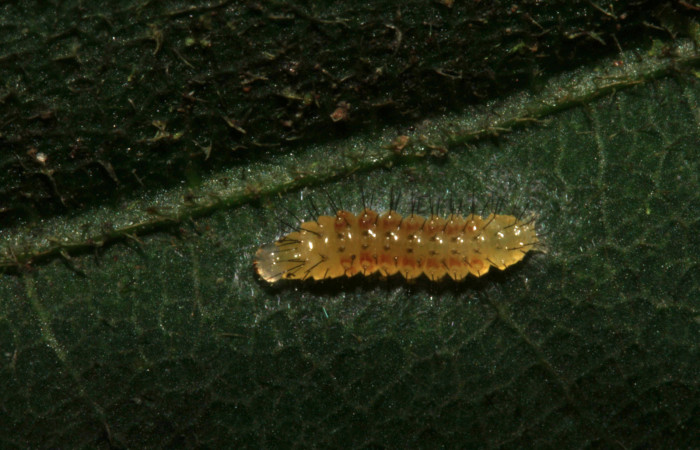 Fig 6. Vista dorsal de <i>Leocephaluncus elianahenrichae</i>, (Erebidae), en segundo estadío, (4 mm), 01/Enero/2016. Voucher 16-SRNP-30176-DHJ729253.jpg.