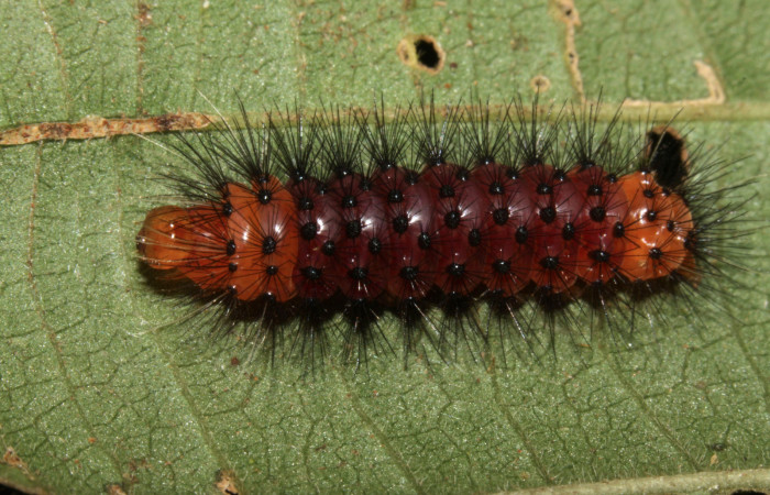 Fig 7. Vista dorsal de <i>Leocephaluncus elianahenrichae</i>, (Erebidae), penultimo estadío, (20 mm), 11/Febrero/2016. Voucher 16-SRNP-30176-DHJ729259.jpg.