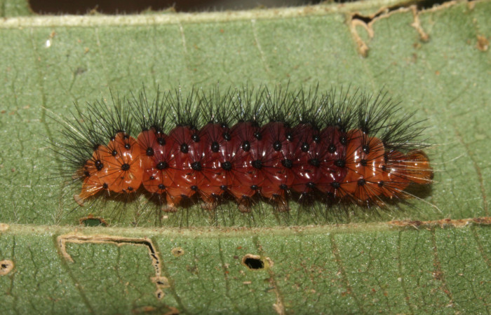 Fig 8. Vista lateral de <i>Leocephaluncus elianahenrichae</i>, (Erebidae), penultimo estadío, (20 mm), 11/Febrero/2016. Voucher 16-SRNP-30176-DHJ729260.jpg.