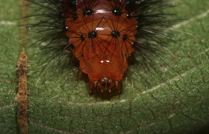 Fig 9. Cabeza de frente <i>Leocephaluncus elianahenrichae</i>, (Erebidae), penultimo estadío, (20 mm), 11/Febrero/2016. Voucher 16-SRNP-30176-DHJ729261.jpg.