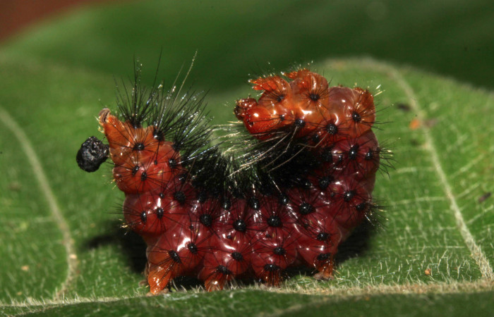 Fig 10. Vista lateral de <i>Leocephaluncus elianahenrichae</i>, (Erebidae), penultimo estadío, (30 mm), 18/Febrero/2016. Voucher 16-SRNP-30176-DHJ729393.jpg.