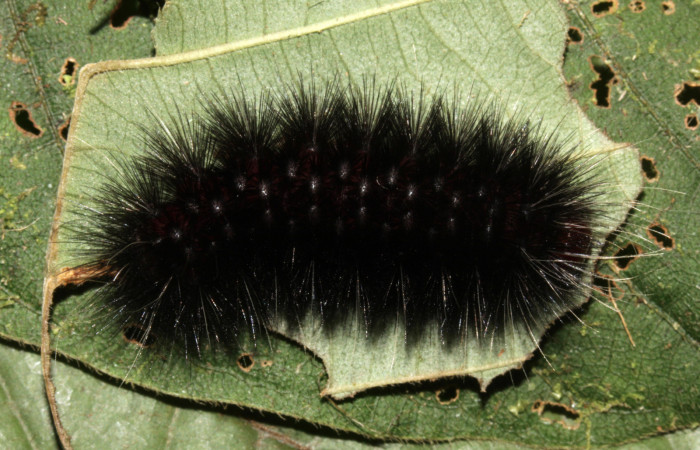 Fig 11. Vista lateral de <i>Leocephaluncus elianahenrichae</i>, (Erebidae), ultimo estadío, (41 mm), 23/Febrero/2016. Voucher 16-SRNP-30176-DHJ729398.jpg.