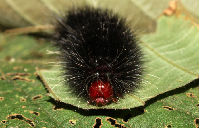 Fig 12. Cabeza de frente <i>Leocephaluncus elianahenrichae</i>, (Erebidae), ultimo estadío, (41 mm), 23/Febrero/2016. Voucher 16-SRNP-30176-DHJ729400.jpg.