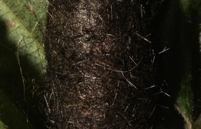 Fig 14. Capullo de <i>Leocephaluncus elianahenrichae</i>, (Erebidae), capullo, (32 mm), 02/Marzo/2016. Voucher 16-SRNP-30176-DHJ729404.jpg.