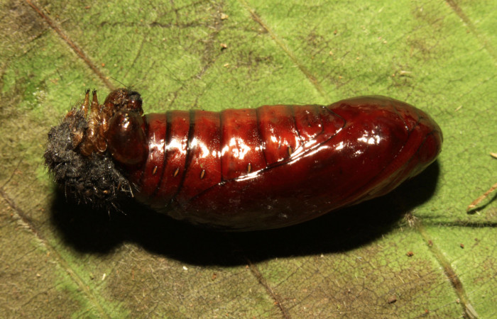 Fig 15. Pupa lateral <i>Leocephaluncus elianahenrichae</i>, (Erebidae), (23 mm), 11/Marzo/2016. Voucher 16-SRNP-30176-DHJ729510.jpg.