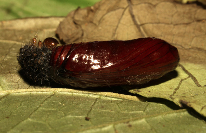 Fig 16. Pupa ventral <i>Leocephaluncus elianahenrichae</i>, (Erebidae), (23 mm), 11/Marzo/2016. Voucher 16-SRNP-30176-DHJ729511.jpg.