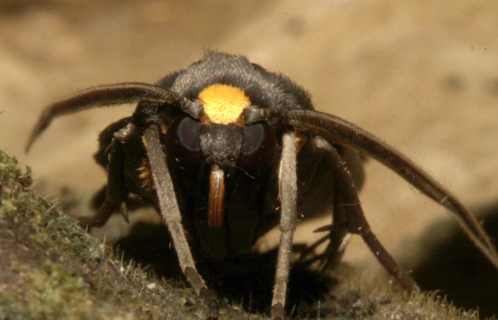 Fig 19. Cabeza de frente mostrando la mancha, <i>Leocephaluncus elianahenrichae</i>, (Erebidae), (35 mm), 22/Marzo/2016. Voucher 16-SRNP-30430-DHJ729572.jpg.