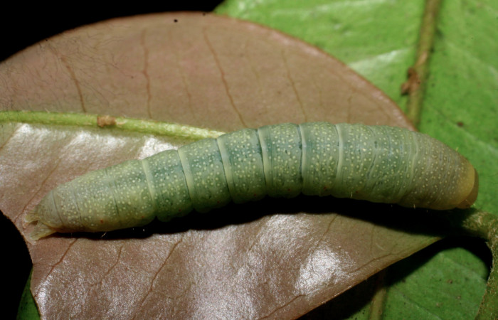Figura 17. Larva <i>Paectes devincta</i> (Euteliidae), último estadío (U) vista dorsal, localidad Tangelo, Sector Del Oro ACG (410m). Voucher: 07-SRNP-24029-DHJ430014.jpg.
