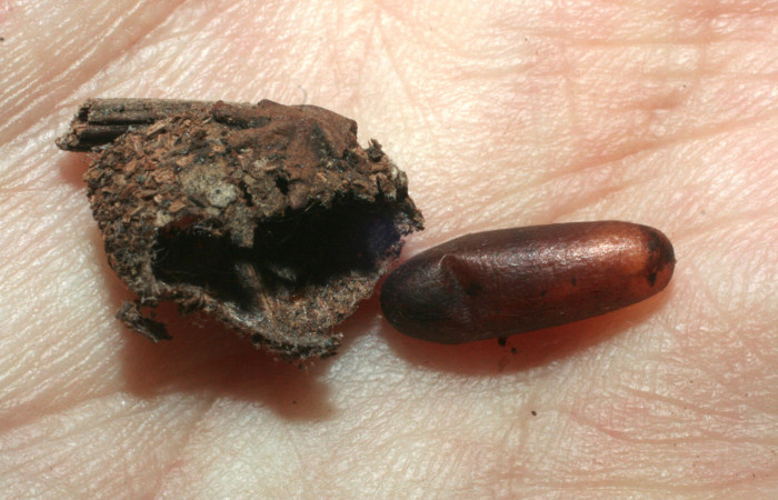 Figura 13. Capullo de parásito <i>Diradops</i> Janzen02 (Ichneumonidae) que ataca <i>Nagara vitrea</i> (Euteliidae), localidad Sendero, Perdido Sector San Cristóbal ACG (620m). Voucher: 08-SRNP-735-DHJ453103.jpg.