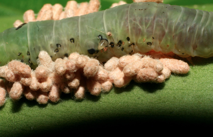 Figura 12. Larva <i>Nagara vitrea</i> (Euteliidae), vista parásitos <i>Glyptapanteles jjrodriguezae</i> (Braconidae), localidad Sendero Manguera Estación Biológica Quica, Sector Pitilla ACG (470m). Voucher: 09-SRNP-70365-DHJ460795.jpg.