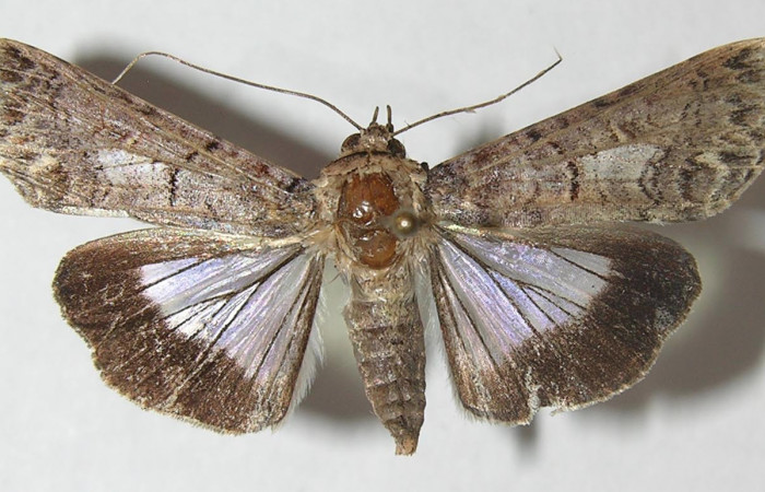 Figura 7. Adulto <i>Nagara vitrea</i> (Euteliidae), vista dorsal, localidad Calma Estación Biológica Quica, Sector Pitilla ACG (412m). Voucher: 10-SRNP-70556-DHJ547866.jpg.