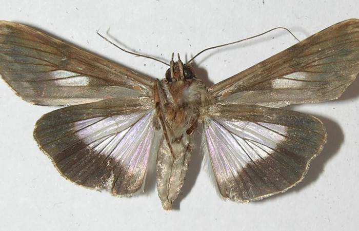 Figura 8. Adulto <i>Nagara vitrea</i> (Euteliidae), vista ventral, localidad Calma Estación Biológica Quica, Sector Pitilla ACG (412m). Voucher: 10-SRNP-70556-DHJ547867.jpg.