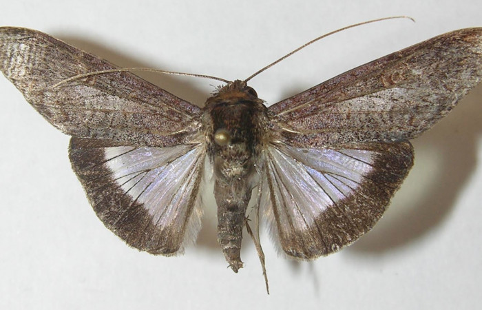 Figura 9. Adulto <i>Nagara vitrea</i> (Euteliidae), vista dorsal, localidad Sendero Manguera Estación Biológica Quica, Sector Pitilla ACG (470m). Voucher: 10-SRNP-70643-DHJ539520.jpg.