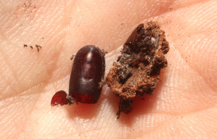 Figura 14. Restos de parásito <i>Houghia spathulata</i> (Tachinidae) que ataca <i>Nagara vitrea</i> (Euteliidae), localidad Estación Los Almendros, Sector El Hacha ACG (290m). Voucher: 12-SRNP-20326-DHJ804470.jpg.