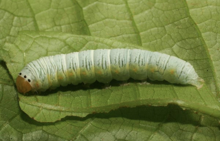 Figura 19. Larva <i>Paectes</i> foviferaDHJ02 (Euteliidae), último estadío (U) vista dorsal, localidad Moga, Brasilia (320m). Voucher: 13-SRNP-65307-DHJ488005.jpg.
