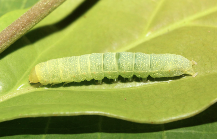 Figura 20. Larva <i>Paectes lunodes</i> (Euteliidae), último estadío (U) vista dorsal, localidad Sendero Manguera Estación Biológica Quica, Sector Pitilla ACG (470m). Voucher: 17-SRNP-70802-DHJ737229.jpg.