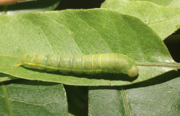 Figura 21. Larva <i>Paectes</i> Poole10 (Euteliidae), último estaído (U) vista dorsal, localidad Selva, Sector Rincón Rain Forest ACG (410m). Voucher: 18-SRNP-80399-DHJ715023.jpg.