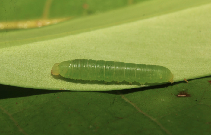 Figura 2. Larva <i>Nagara vitrea</i> (Euteliidae), penúltimo estadío (PU) vista dorsal, localidad Estación Biológica Quica, Sector Pitilla ACG (470m). Voucher: 20-SRNP-71037-DHJ752900.jpg.