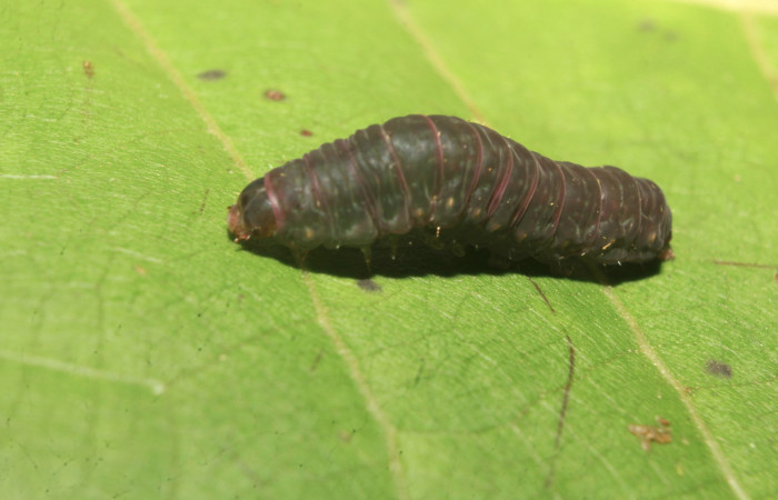 Figura 4. Larva <i>Nagara vitrea</i> (Euteliidae), en estado de prepupa vista dorsal, localidad Estación Biológica Quica, Sector Pitilla ACG (470m). Voucher: 20-SRNP-71037-DHJ752934.jpg.