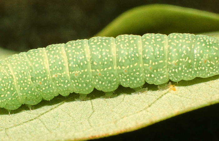 Figura 22. Larva <i>Paectes nubifera</i> (Euteliidae), último estadío (U) vista dorsal, localidad Bosque Encimo Guacimal, Sector Santa Rosa ACG (285m). Voucher: 95-SRNP-6026-DHJ23851.jpg.