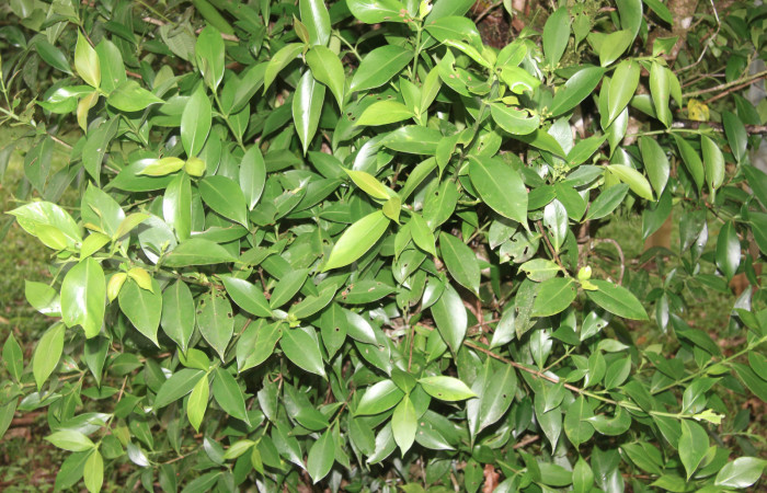 Figura 23. Planta hospedera de <i>Nagara vitrea</i> (Euteliidae), planta llamada <i>Clusia cylindrica</i> (Clusiaceae), localidad Estación Biológica Quica, Sector Pitilla ACG (470m), foto: Ricardo Calero 21 Enero 2021.