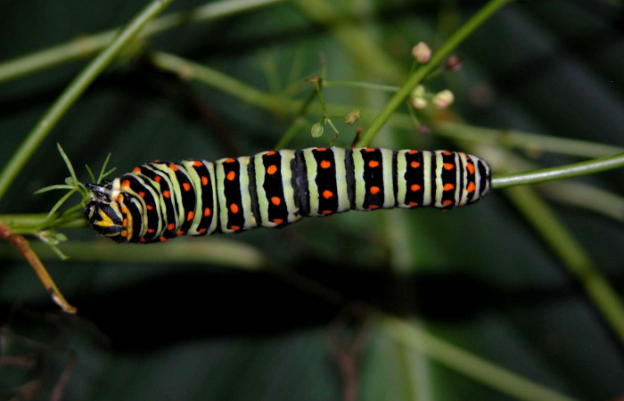 Fig 6. Penúltimo estadio de <i>Papilio stabilis</i>. Sector Cacao, Estación Biológica Cacao, elevación 1150m (04-SRNP-36209-DHJ401649.jpg).