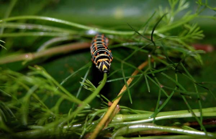 Fig 5. Penúltimo estadio de <i>Papilio stabilis</i>. Sector Cacao, Estación Biológica Cacao, elevación 1150m (04-SRNP-36209-DHJ401650.jpg).