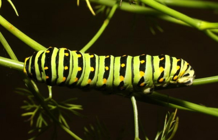 Fig 7. Último estadio de <i>Papilio stabilis</i>. Sector Cacao, Estación Biológica Cacao, elevación 1150m (11-SRNP-12688-DHJ481103.jpg).