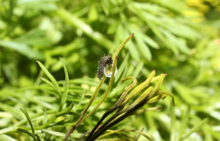Fig 4. Larva en primer estadio de <i>Papilio stabilis</i>. Area de Conservación Guanacaste, Sector Cacao, Estación Biológica Cacao, elevación 1150m, (13-SRNP-35112-DHJ490289.jpg) comiendo cascara del huevo.