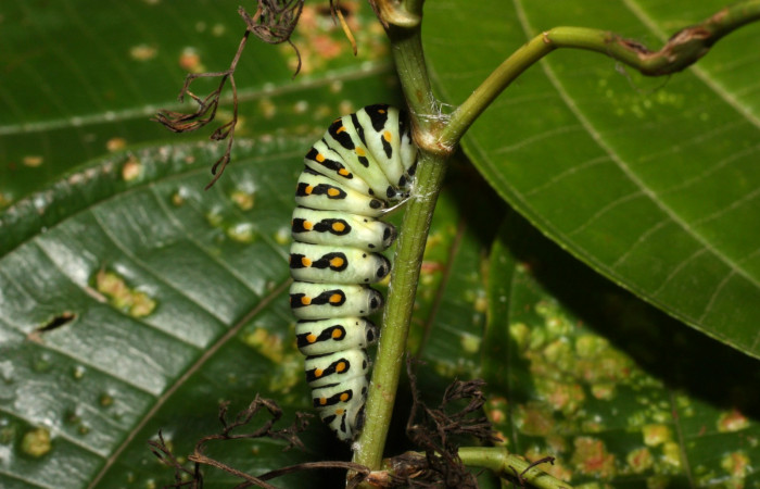 Fig 9. Prepupa de <i>Papilio stabilis</i>. Sector Cacao, Estación Biológica Cacao, elevación 1150m (13-SRNP-35188-DHJ490291.jpg).