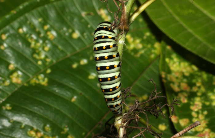 Fig 11. Prepupa de <i>Papilio stabilis</i>. Sector Cacao, Estación Biológica Cacao, elevación 1150m (13-SRNP-35188-DHJ490293.jpg).