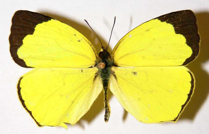 Fig. 1. <i>Eurema xanthochlora</i> (Pieridae), macho vista dorsal. Area de Conservación Guanacaste, Sector San Cristóbal, Río Blanco Abajo. (01-SRNP-25246-DHJ34626).