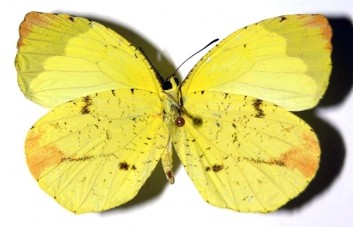 Fig. 3. <i>Eurema xanthochlora</i> (Pieridae), hembra vista ventral. Area de Conservación Guanacaste, Sector Pitilla, Estación Pitilla. (02-SRNP-1838-DHJ97797).