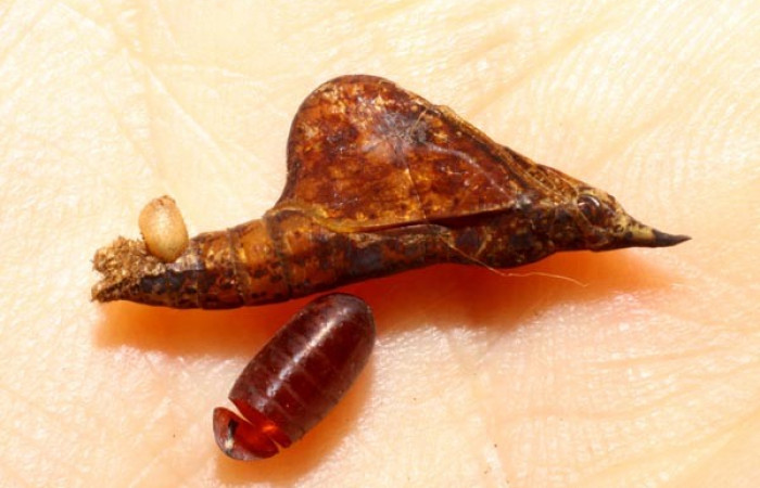 Fig. 10. Puparia eclosionada de mosca, <i>Patelloa</i> xanthuraDHJ01, (Tachinidae), parásito salió de pupa <i>Eurema xanthochlora</i> (Pieridae). Area de Conservación Guanacaste, Sector Del Oro, Bosque Aguirre. (08-SRNP-20256-DHJ467746.jpg).