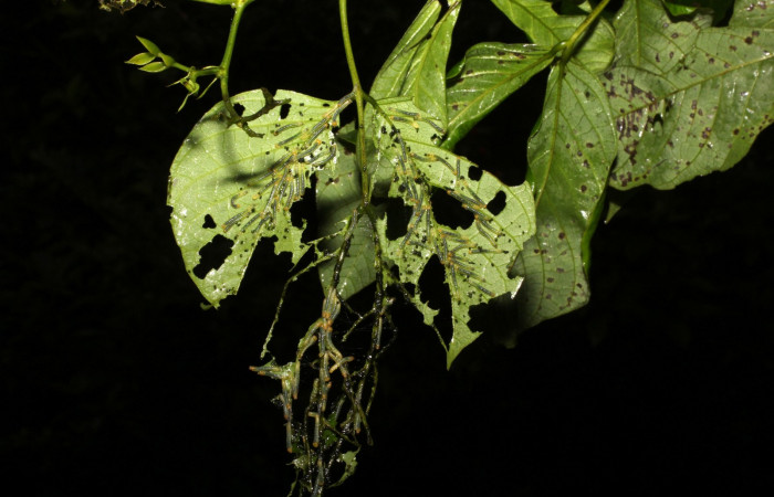 Fig. 4. Grupo, <i>Eurema xanthochlora</i> (Pieridae), penúltimo estadio, en su planta hospedera <i>Senna papillosa</i> (Fabaceae). Area de Conservación Guanacaste, Sector Cacao, Sendero Nayo. (20-SRNP-36822-DHJ771271.jpg).